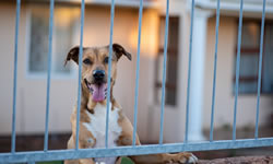 Abandoned Foreclosure Pets