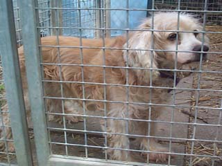 Visit petfinder.com and adopt one Abandoned Foreclosure Pets