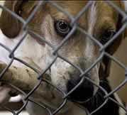 Abandoned Foreclosure Pet