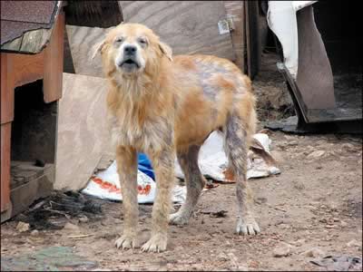 Abandoned Pets
