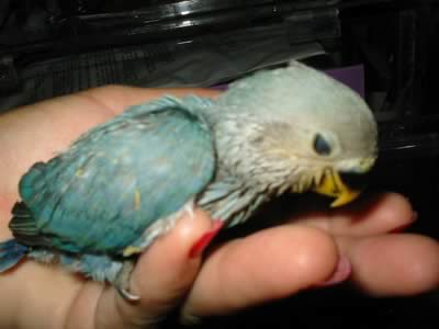 Even Exotic Birds are Affected by Foreclosure