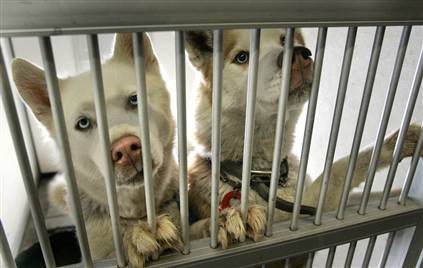 The number of Abandoned Family Pets Rise