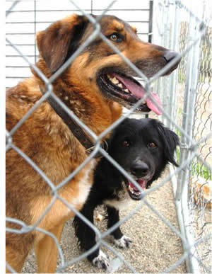 Pets: Latest Casualties of Foreclosure