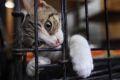 Foreclosure Pets